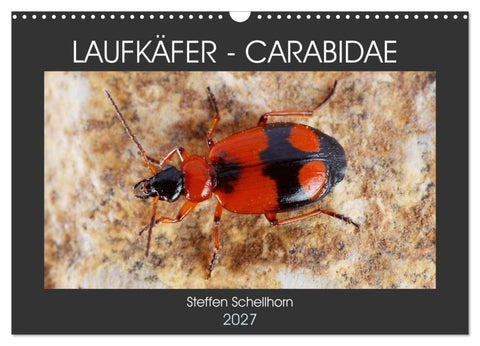 LAUFKÄFER - CARABIDAE (Wandkalender 2027 DIN A3 quer), CALVENDO Monatskalender