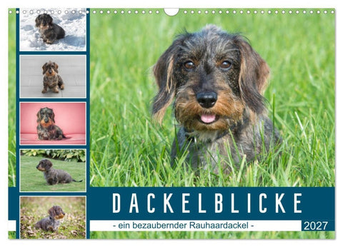 Dackelblicke - ein bezaubernder Rauhaardackel (Wandkalender 2027 DIN A3 quer), CALVENDO Monatskalender