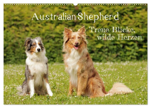 Australian Shepherd - Treue Blicke, wilde Herzen (Wandkalender 2027 DIN A2 quer), CALVENDO Monatskalender
