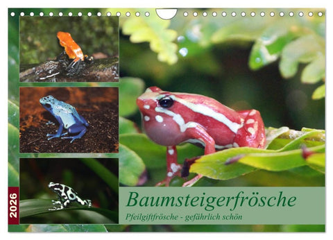 Baumsteigerfrösche. Pfeilgiftfrösche - gefährlich schön (Wandkalender 2026 DIN A4 quer), CALVENDO Monatskalender