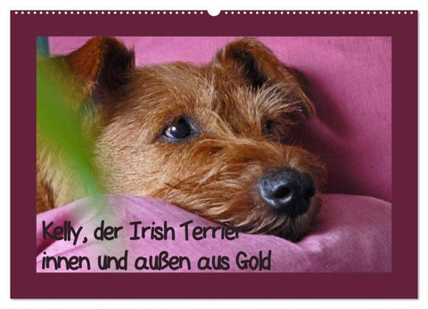 Kelly, der Irish Terrier - innen und außen aus Gold (Wandkalender 2027 DIN A2 quer), CALVENDO Monatskalender