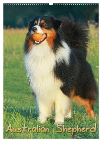 Australian Shepherd (Wandkalender 2027 DIN A2 hoch), CALVENDO Monatskalender