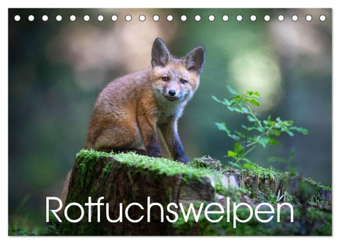 Rotfuchswelpen (Tischkalender 2027 DIN A5 quer), CALVENDO Monatskalender