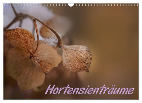 Hortensienträume (Wandkalender 2026 DIN A3 quer), CALVENDO Monatskalender