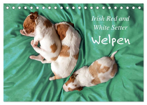 Irish Red and White Setter Welpen (Tischkalender 2027 DIN A5 quer), CALVENDO Monatskalender