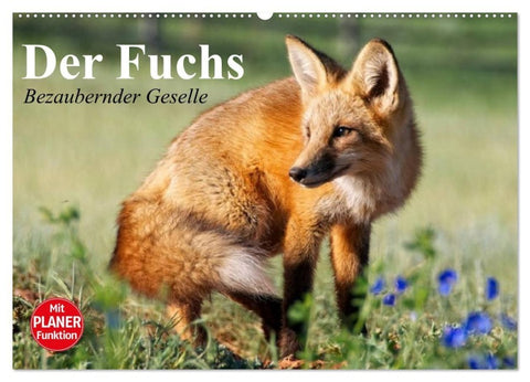 Der Fuchs. Bezaubernder Geselle (Wandkalender 2027 DIN A2 quer), CALVENDO Monatskalender