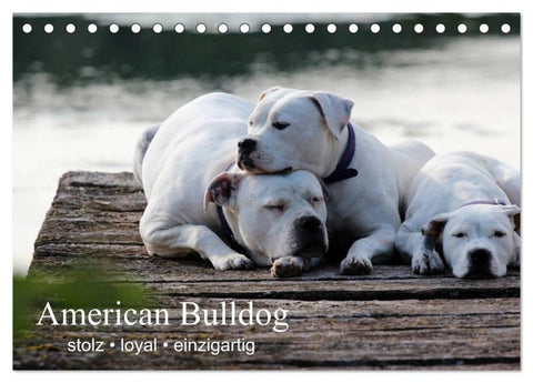 American Bulldog - stolz, loyal, einzigartig (Tischkalender 2027 DIN A5 quer), CALVENDO Monatskalender