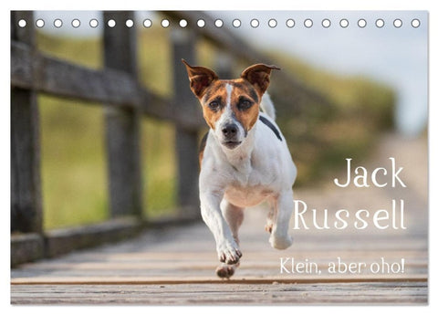 Jack Russell - Klein, aber oho! (Tischkalender 2027 DIN A5 quer), CALVENDO Monatskalender