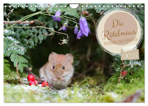 Die Rötelmaus - neugierig und verfressen (Wandkalender 2027 DIN A4 quer), CALVENDO Monatskalender
