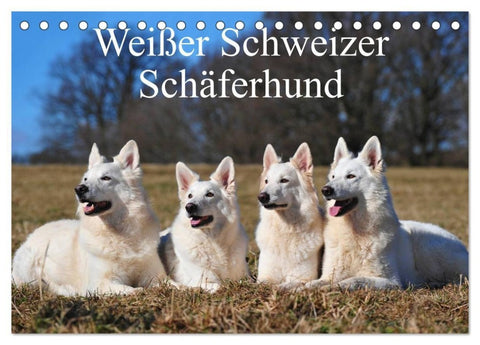 Weißer Schweizer Schäferhund (Tischkalender 2027 DIN A5 quer), CALVENDO Monatskalender