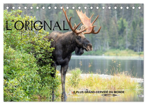 L'ORIGNAL, LE PLUS GRAND CERVIDÉ DU MONDE (Calendrier de bureau 2027 DIN A5 vertical), CALVENDO calendrier mensuel