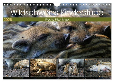 Wildschweins Kinderstube - Freche Frischlinge (Wandkalender 2026 DIN A4 quer), CALVENDO Monatskalender