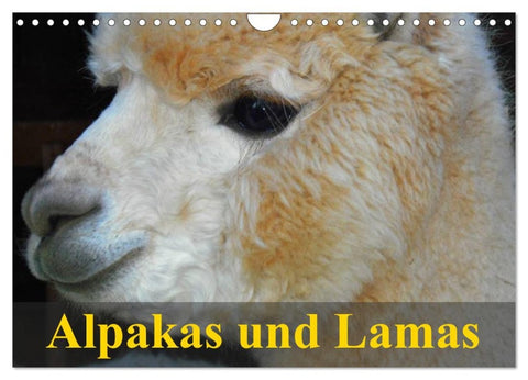 Alpakas und Lamas (Wandkalender 2026 DIN A4 quer), CALVENDO Monatskalender