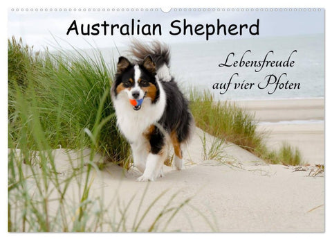 Australian Shepherd - Lebensfreude auf vier Pfoten (Wandkalender 2026 DIN A2 quer), CALVENDO Monatskalender