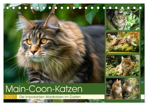 Main-Coon-Katzen. Die imposanten Waldkatzen im Garten (Tischkalender 2027 DIN A5 quer), CALVENDO Monatskalender