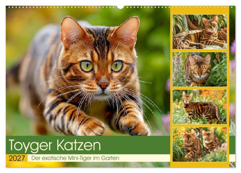 Toyger Katzen. Der exotische Mini-Tiger im Garten (Wandkalender 2027 DIN A2 quer), CALVENDO Monatskalender