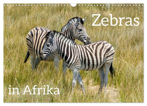 Zebras in Afrika (Wandkalender 2026 DIN A3 quer), CALVENDO Monatskalender