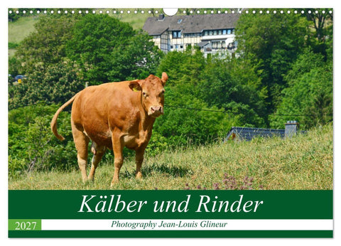 Kälber und Rinder (Wandkalender 2027 DIN A3 quer), CALVENDO Monatskalender