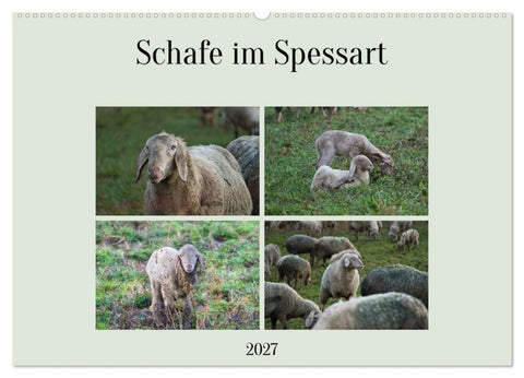 Schafe im Spessart (Wandkalender 2027 DIN A2 quer), CALVENDO Monatskalender