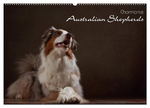 Charmante Australian Shepherds (Wandkalender 2027 DIN A2 quer), CALVENDO Monatskalender