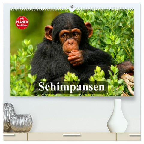 Schimpansen (hochwertiger Premium Wandkalender 2027 DIN A2 quer), Kunstdruck in Hochglanz