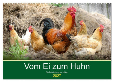Vom Ei zum Huhn. Die Entwicklung von Küken (Wandkalender 2027 DIN A2 quer), CALVENDO Monatskalender