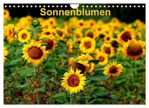 Sonnenblumen (Wandkalender 2027 DIN A4 quer), CALVENDO Monatskalender