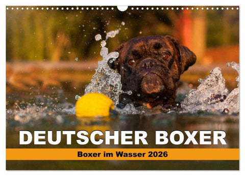 Deutscher Boxer - Boxer im Wasser 2026 (Wandkalender 2026 DIN A3 quer), CALVENDO Monatskalender