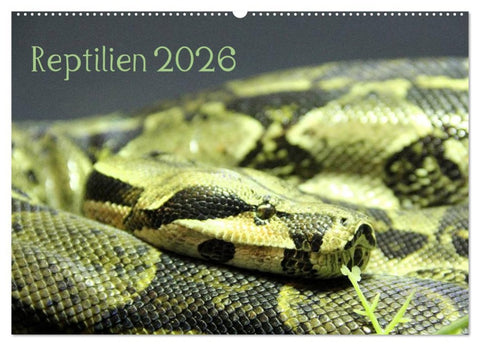 Reptilien 2026 (Wandkalender 2026 DIN A2 quer), CALVENDO Monatskalender