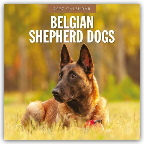 Belgian Shepherd – Belgischer Schäferhund 2027 – 16-Monatskalender