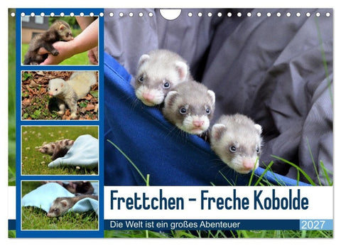 Frettchen - Freche Kobolde (Wandkalender 2027 DIN A4 quer), CALVENDO Monatskalender