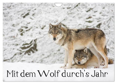 Mit dem Wolf durch's Jahr (Wandkalender 2027 DIN A4 quer), CALVENDO Monatskalender