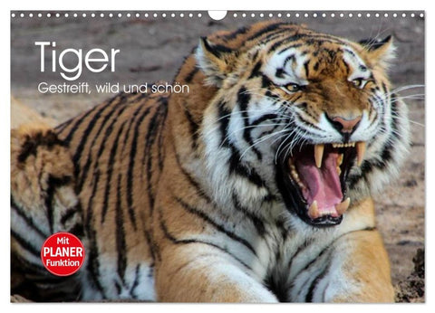 Tiger. Gestreift, wild und schön (Wandkalender 2026 DIN A3 quer), CALVENDO Monatskalender