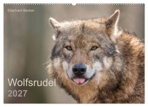 Wolfsrudel (Wandkalender 2027 DIN A2 quer), CALVENDO Monatskalender
