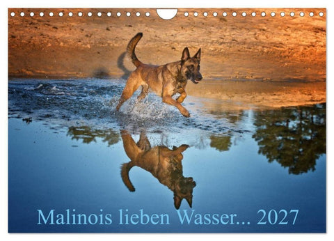 Malinois lieben Wasser (Wandkalender 2027 DIN A4 quer), CALVENDO Monatskalender