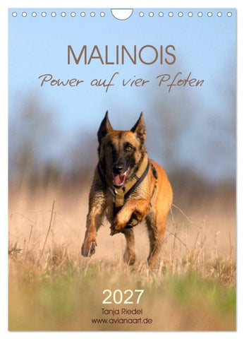 Malinois Power auf vier Pfoten (Wandkalender 2027 DIN A4 hoch), CALVENDO Monatskalender