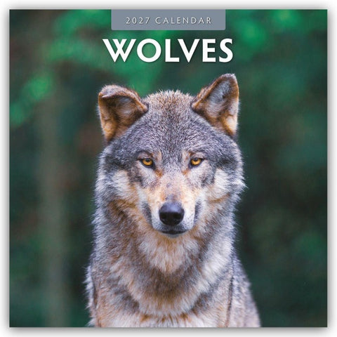 Wolves – Wölfe 2027 – 16-Monatskalender