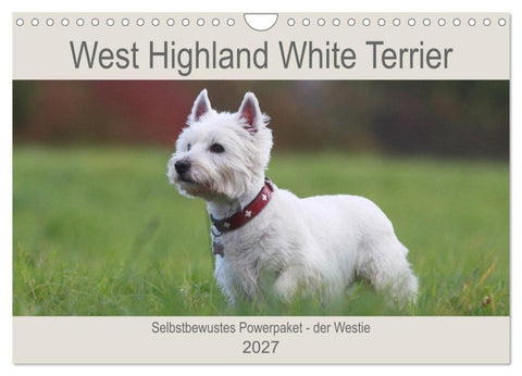 West Highland White Terrier - Selbstbewustes Powerpaket - der Westie (Wandkalender 2027 DIN A4 quer), CALVENDO Monatskalender