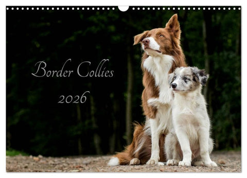 Border Collies 2026 (Wandkalender 2026 DIN A3 quer), CALVENDO Monatskalender
