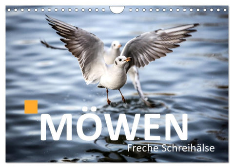 MÖWEN Freche Schreihälse (Wandkalender 2026 DIN A4 quer), CALVENDO Monatskalender