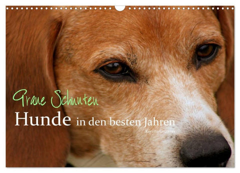 Graue Schnuten - Hunde in den besten Jahren (Wandkalender 2026 DIN A3 quer), CALVENDO Monatskalender