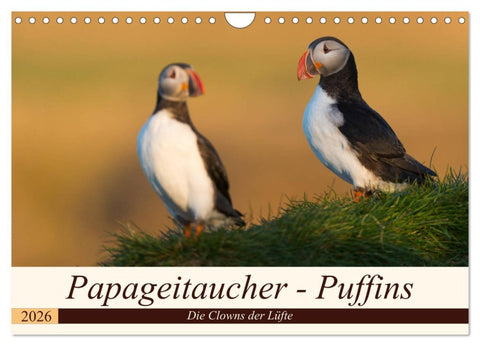 Papageitaucher - Puffins (Wandkalender 2026 DIN A4 quer), CALVENDO Monatskalender