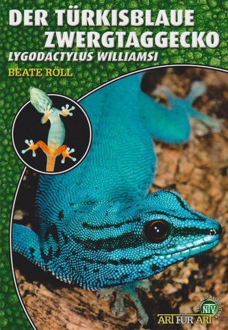 Der Türkisblaue Zwergtaggecko