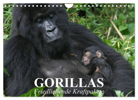 Gorillas. Friedliebende Kraftpakete (Wandkalender 2026 DIN A4 quer), CALVENDO Monatskalender