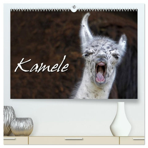 Kamele (hochwertiger Premium Wandkalender 2027 DIN A2 quer), Kunstdruck in Hochglanz