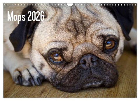 Mops 2026 (Wandkalender 2026 DIN A3 quer), CALVENDO Monatskalender