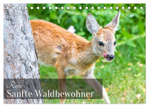 Rehe - Sanfte Waldbewohner (Tischkalender 2027 DIN A5 quer), CALVENDO Monatskalender