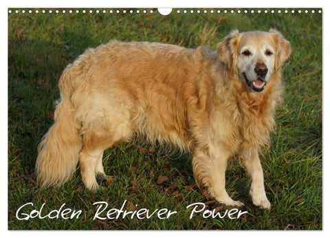 Golden Retriever Power (Wandkalender 2027 DIN A3 quer), CALVENDO Monatskalender