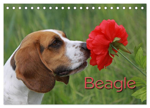 Beagle (Tischkalender 2026 DIN A5 quer), CALVENDO Monatskalender