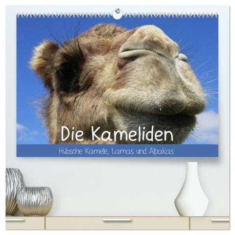 Die Kameliden. Hübsche Kamele, Lamas und Alpakas (hochwertiger Premium Wandkalender 2026 DIN A2 quer), Kunstdruck in Hochglanz